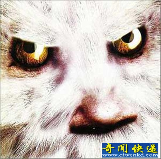 全球十大怪物盘点:喜马拉雅雪人半人半猿?