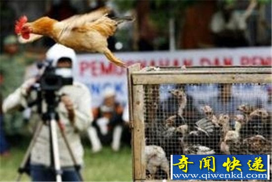 公鸡被宰前竟开口说人话吓坏愚蠢人类