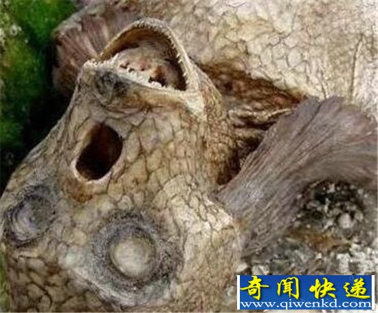 男子挖到3000年前美人鱼 震惊世界
