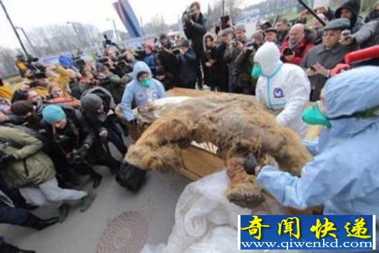 科学家揭示猛犸象"抗寒基因":不应克隆猛犸象