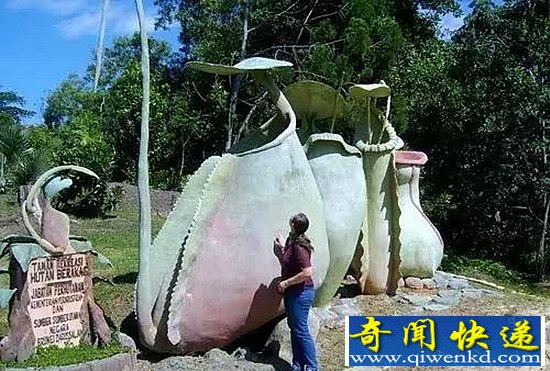 探秘食人树吃人之谜