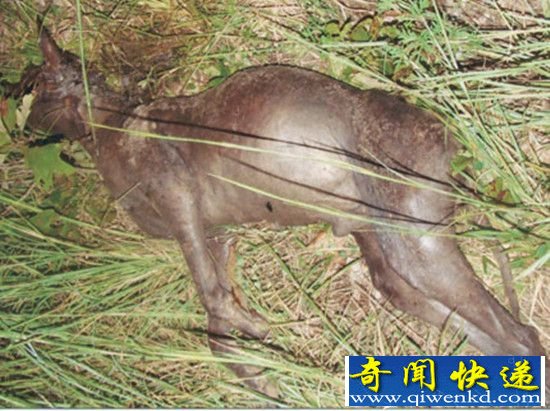 揭秘吸血怪兽卓柏卡布拉