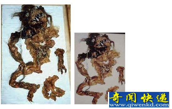 揭秘吸血怪兽卓柏卡布拉