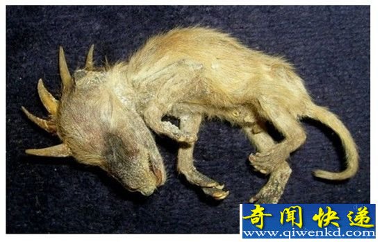 揭秘吸血怪兽卓柏卡布拉