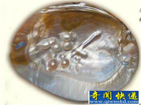 珍珠是如何形成的?宝石般的珍珠母