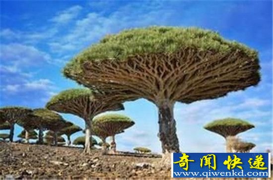 千年树妖?揭秘古树流血之谜