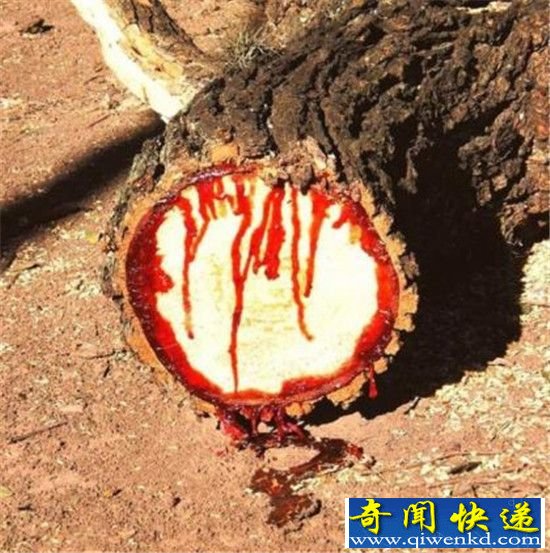 千年树妖?揭秘古树流血之谜