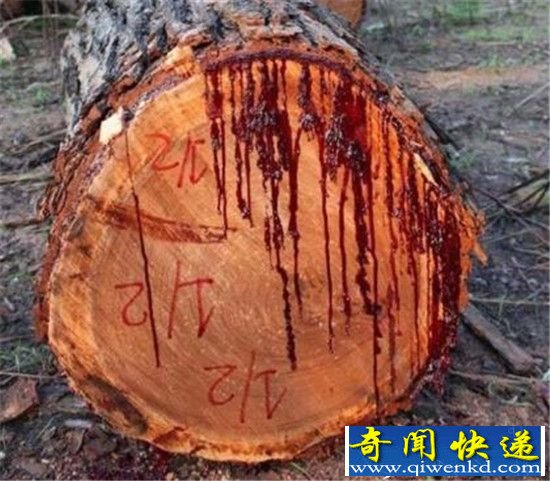 千年树妖?揭秘古树流血之谜