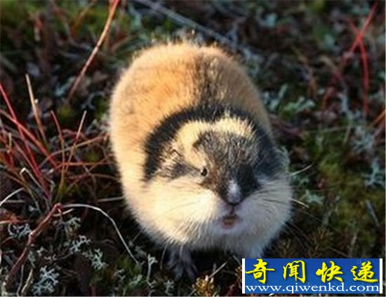 旅鼠为何相约投海自尽自杀之谜