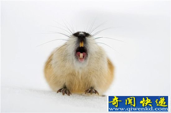 旅鼠为何相约投海自尽自杀之谜