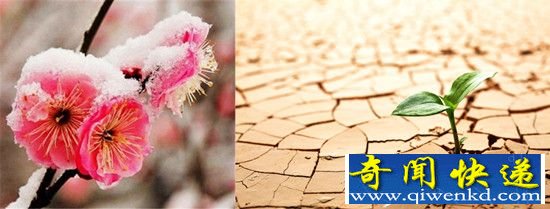 揭秘植物不畏寒与旱之谜