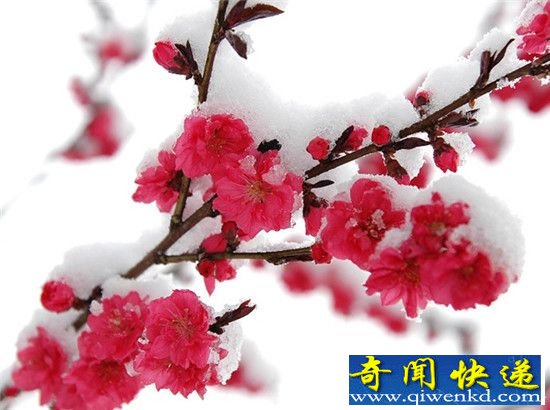 揭秘植物不畏寒与旱之谜