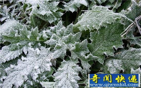 揭秘植物不畏寒与旱之谜