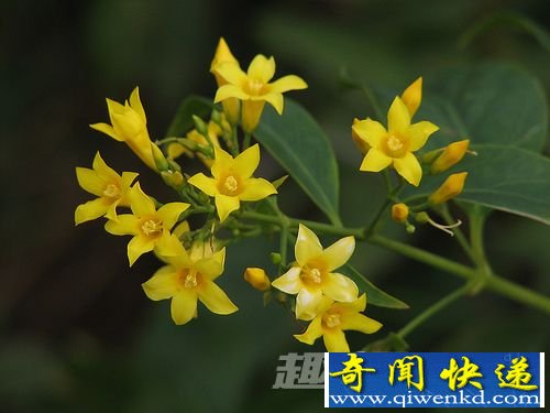 断肠草 趣闻解密