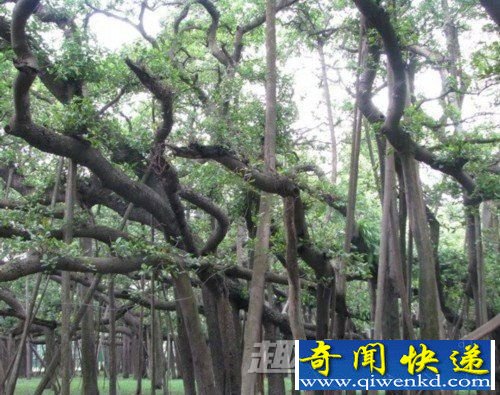 旋松林