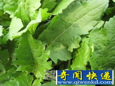 松香草