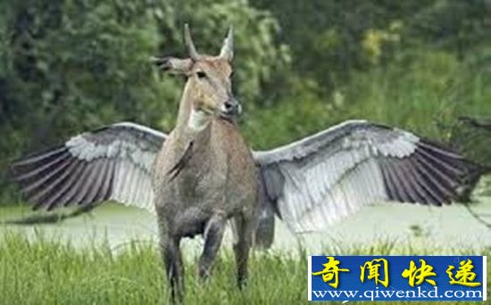揭秘姜子牙坐骑神兽四不像是什么动物?