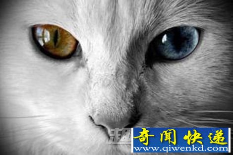 阴阳眼是什么?世界上真有阴阳眼吗?