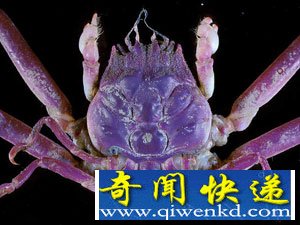日本民间传说中的八大妖怪