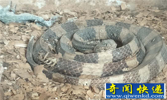 海口动物园成炼狱 动物饿死成干尸顾客寥寥
