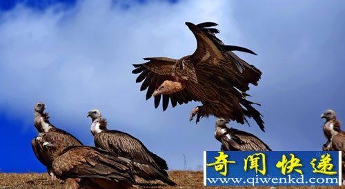 高原神鹰