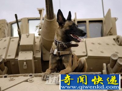 狗