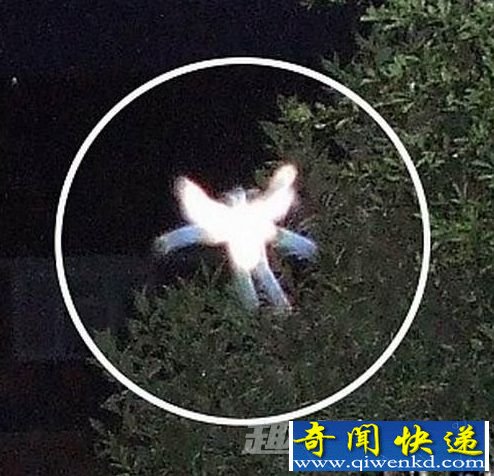 英国女子拍到神秘小精灵 长有奇特翅膀