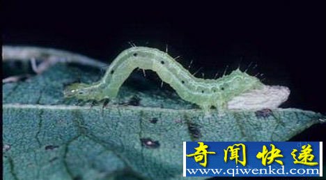 黄蜂控制并杀死毛毛虫
