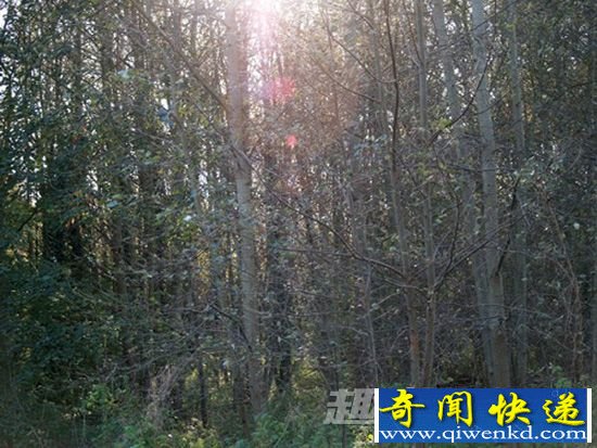 闪烁的灵魂