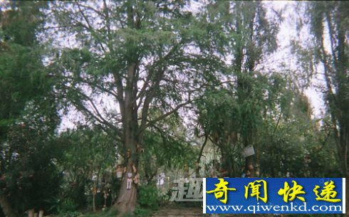 娃娃岛