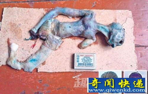 外星人尸体