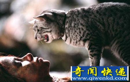 猫诅