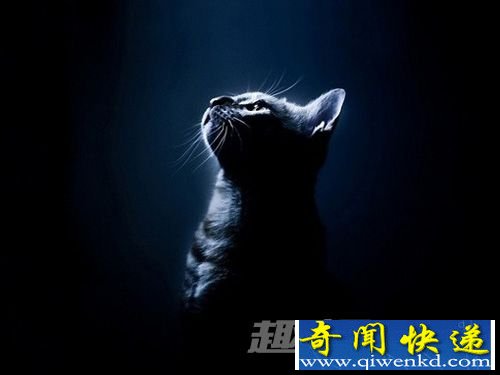 通灵猫