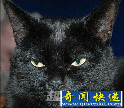 通灵猫