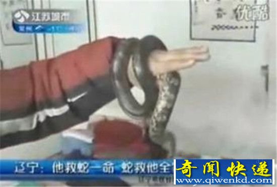 男子救蛇一命 蛇竟救活他全家