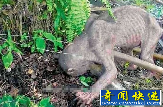 植物园惊现人形生物 外貌体型犹如魔戒咕噜