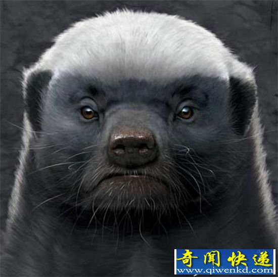 平头哥横扫非洲大草原 小小蜜獾竟然敢和狮子叫板!
