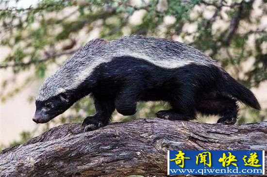 平头哥横扫非洲大草原 小小蜜獾竟然敢和狮子叫板!