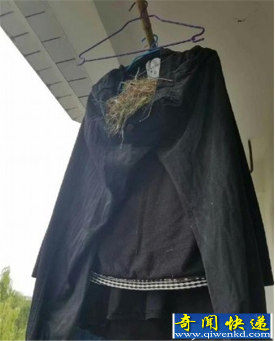 鸟在衣服里筑巢下蛋 网友:等小鸟出生再收衣服吧!