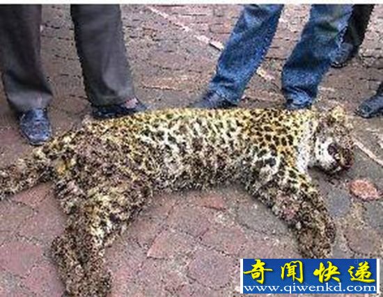 公路现死亡金钱豹 场面血腥无法直视!