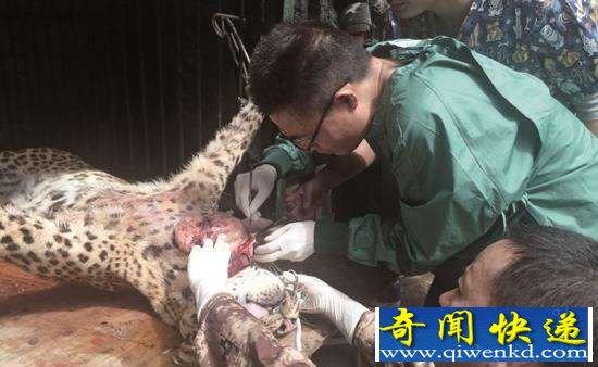 公路现死亡金钱豹 场面血腥无法直视!