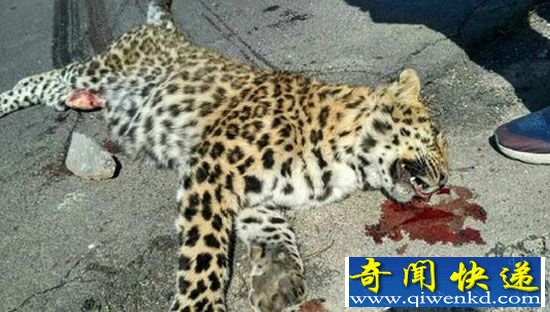 公路现死亡金钱豹:死因有疑 腹部有划伤