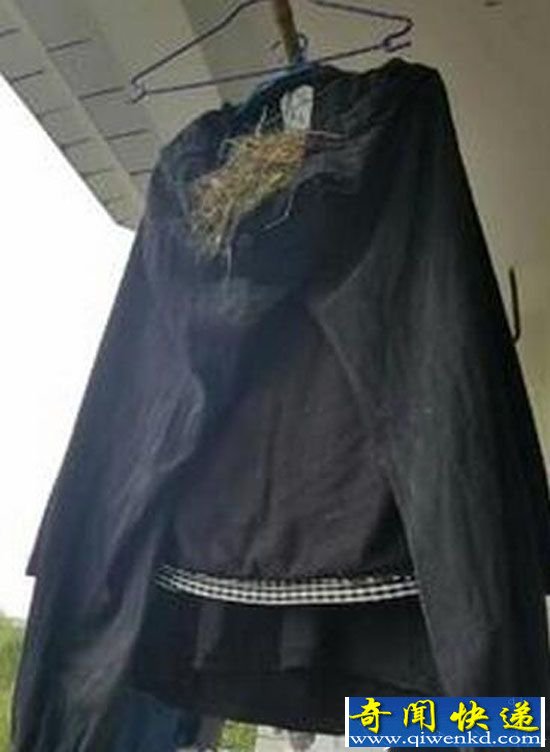 鸟在衣服筑巢下蛋:原因竟是大学生常年不收衣服?