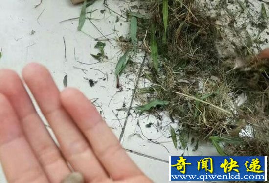 鸟在衣服筑巢下蛋:原因竟是大学生常年不收衣服?
