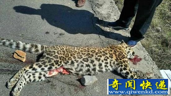 公路现死亡金钱豹:死因有疑 腹部有划伤