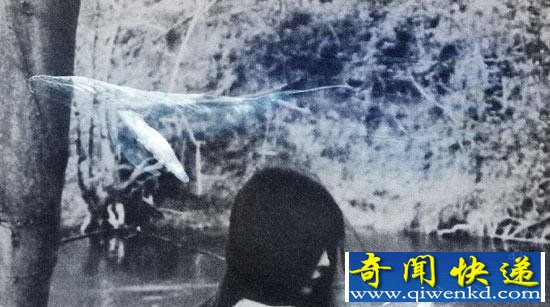 蓝鲸疑流入香港:3人网上发文自残 蓝鲸游戏任务是什么?