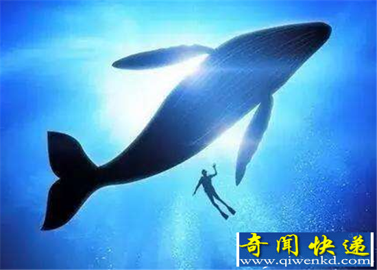 死亡游戏蓝鲸50个指令曝光 俄罗斯蓝鲸游戏qq群号有吗?