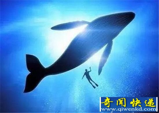 粉鲸游戏是什么?蓝鲸游戏50指令与粉鲸游戏有什么区别?