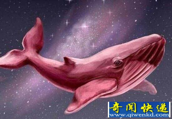 粉鲸游戏是什么?蓝鲸游戏50指令与粉鲸游戏有什么区别?