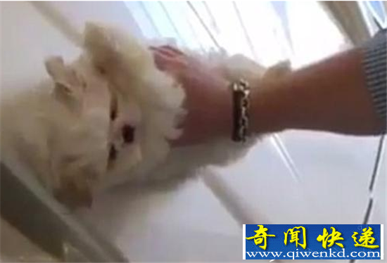男子炫富用幼犬给豪车抛光